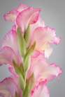 USA, Washington State, Seabeck. Gladiola blossoms close-up. Art Print